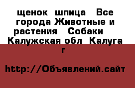 щенок  шпица - Все города Животные и растения » Собаки   . Калужская обл.,Калуга г.